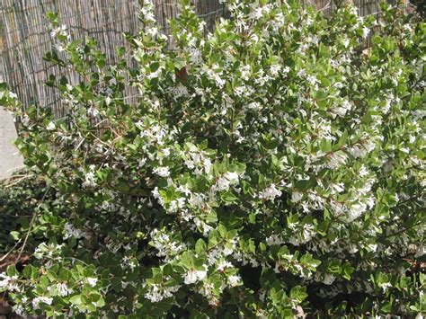 osmanthus scent description.